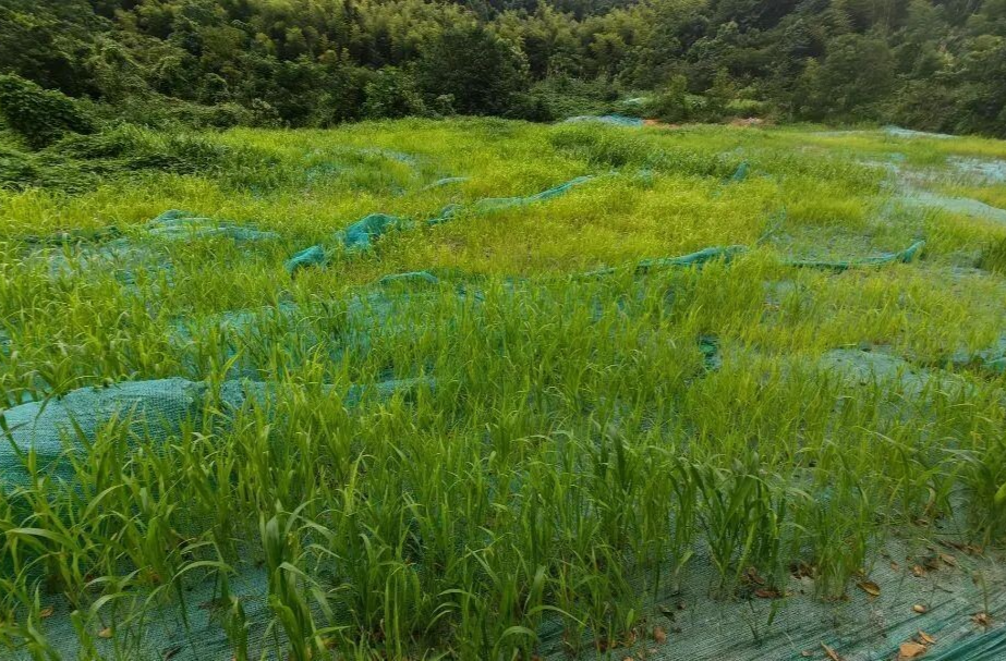 韶山检察：又“绿”红土地