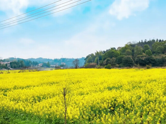 资阳检察：一“建”复绿千余亩良田