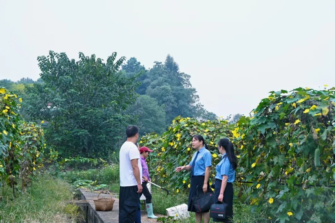 大棚里的“安全体检”，北塔检察为“菜篮子”安全溯源